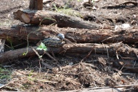 2009/05(May)/SNAKE IN YARD/2009-05-31-01-Snake.jpg